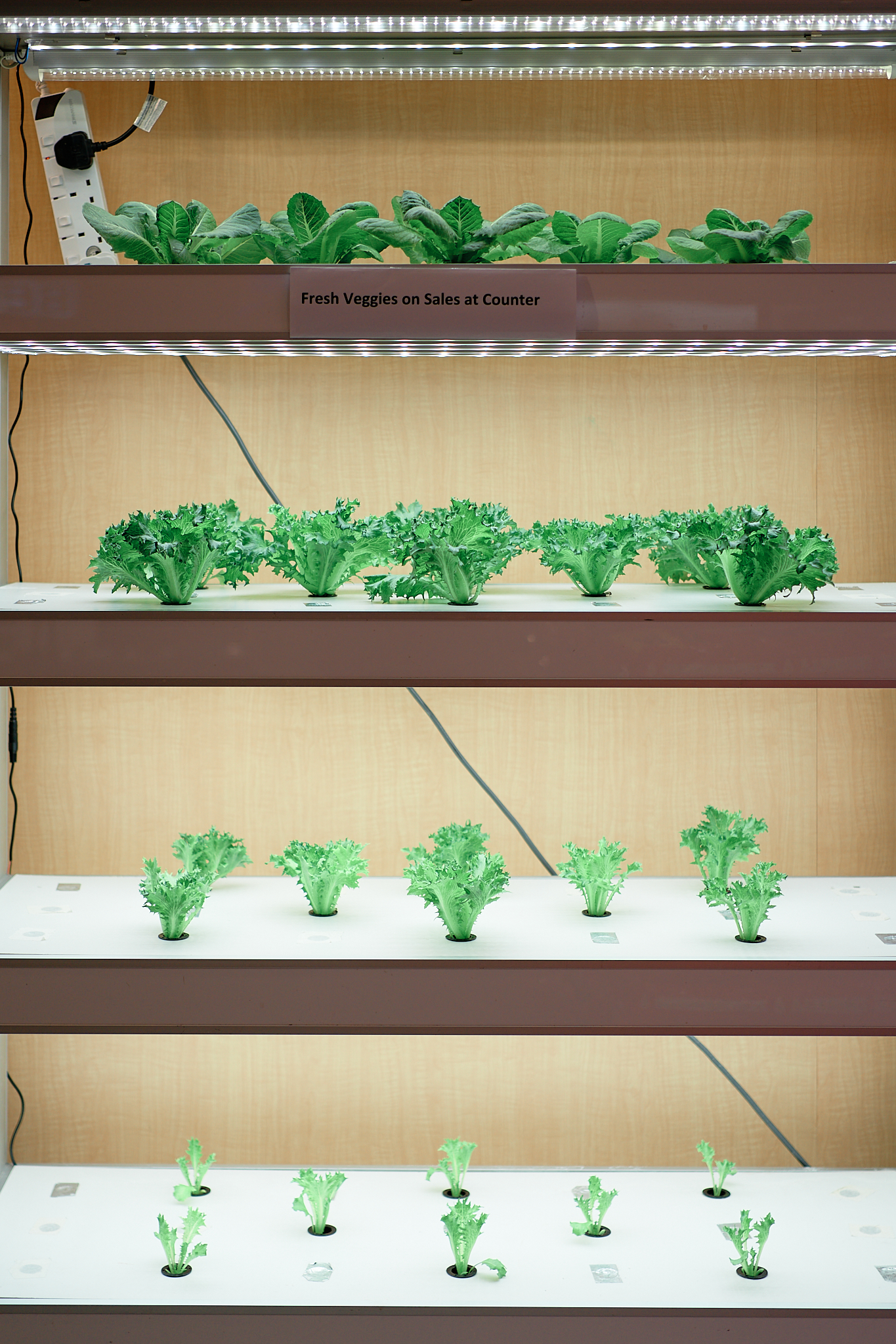 Miyoshi-food-in-local-urban-farming-singapore