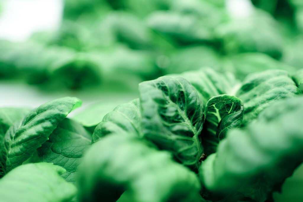 Miyoshi-food-in-local-urban-farming-singapore